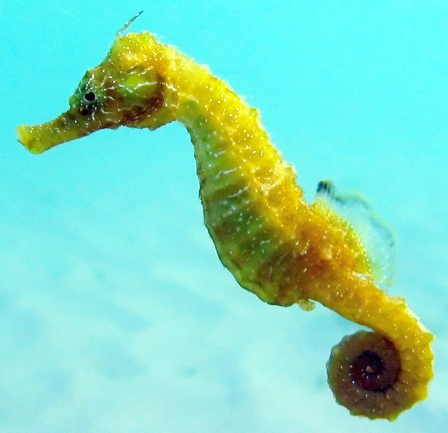 Biodiversidade mais próxima do que você pensa.: CAVALO MARINHO