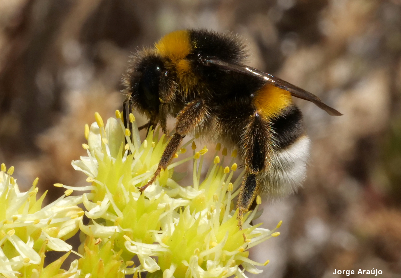 Abelhões (género Bombus) · BioDiversity4All