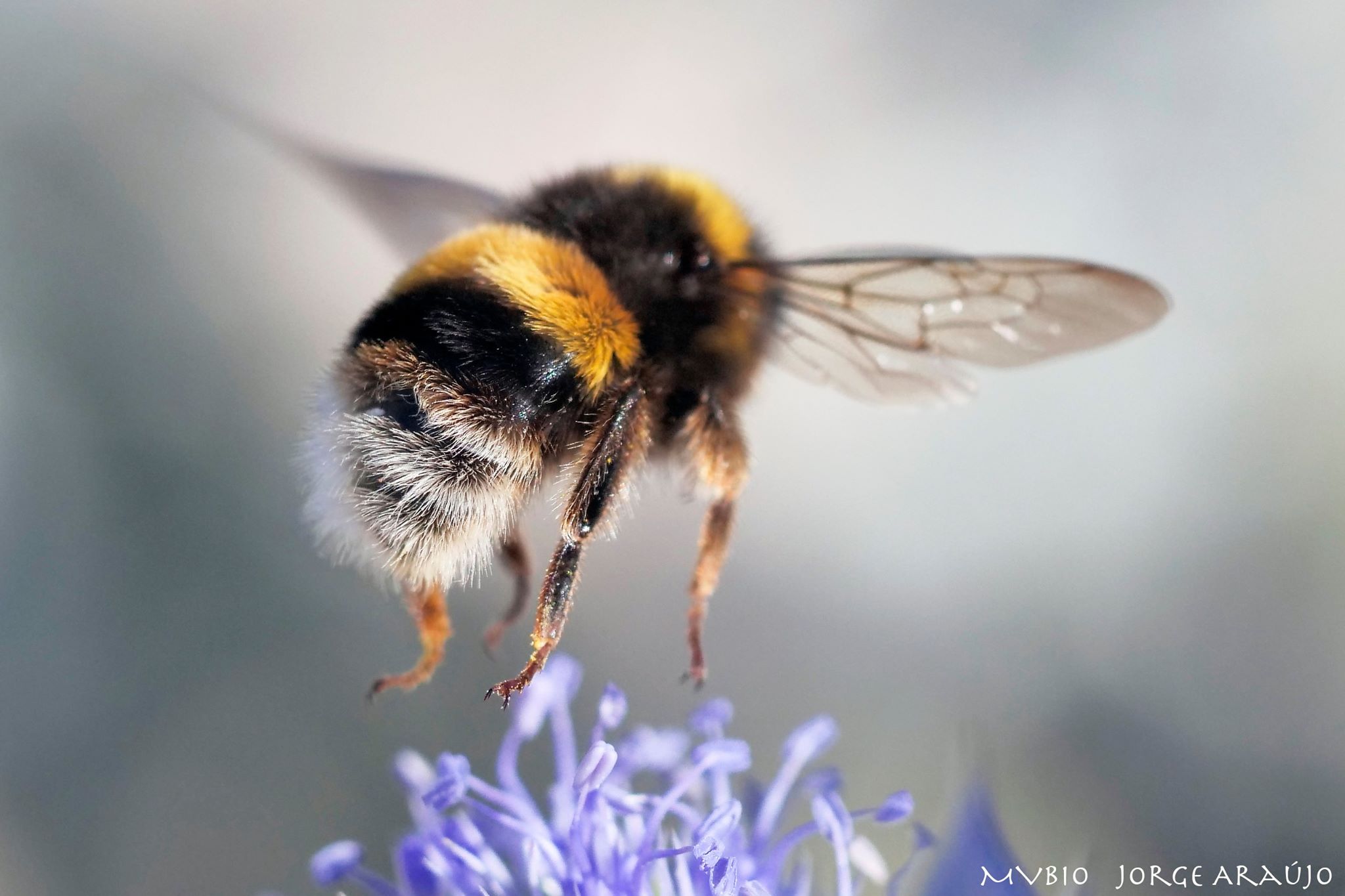 Abelhões (género Bombus) · BioDiversity4All