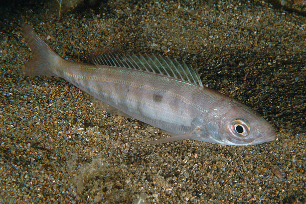 Spicara Smaris Museu Virtual Biodiversidade Spicara Smaris Museu Virtual Biodiversidade