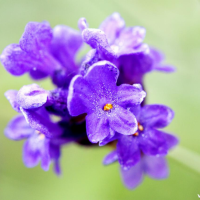 Lavandula angustifolia - Museu Virtual Biodiversidade