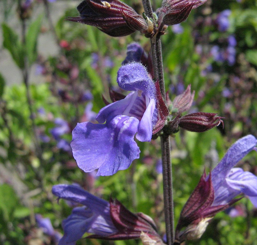 salvia